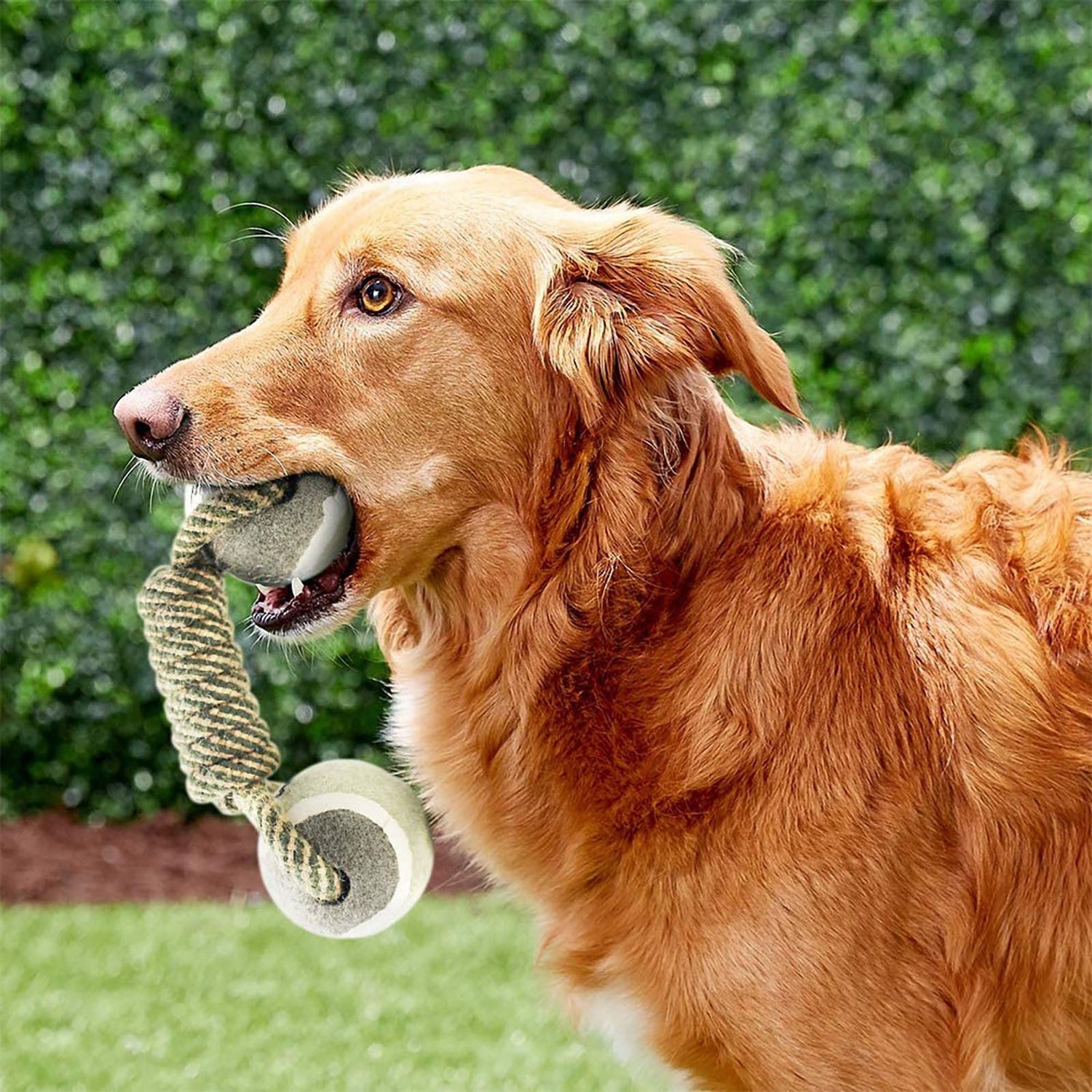 Pet Products